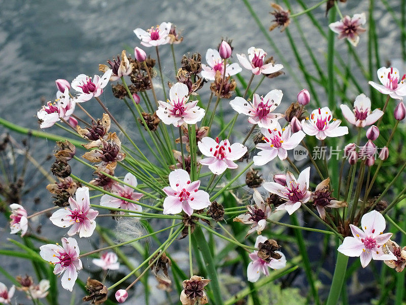 蒲草(Butomus umbellatus)